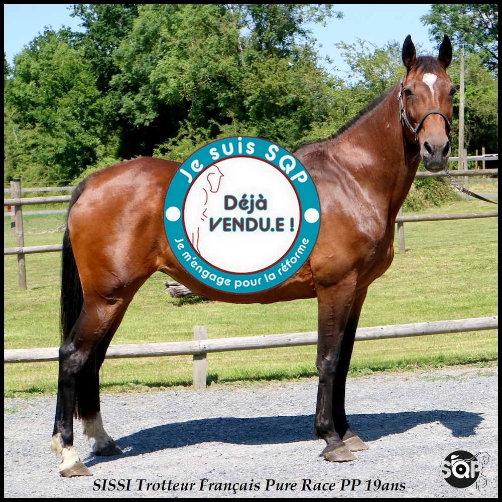 Lire la suite à propos de l’article « VENDUE »SISSI Trotteur Français 19ans