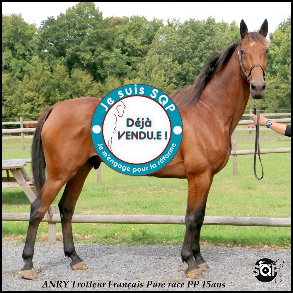 Lire la suite à propos de l’article « VENDU »ANRY Trotteur Français 15ans
