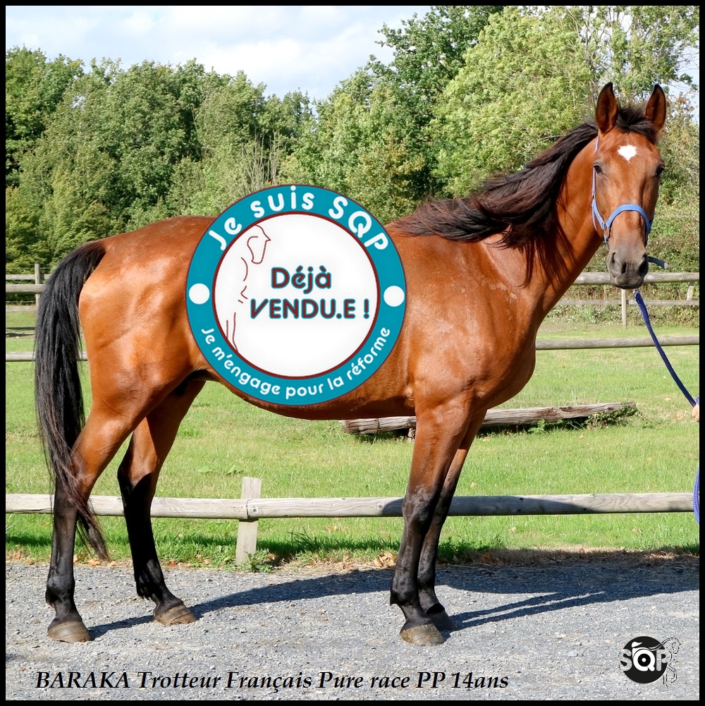 Lire la suite à propos de l’article « VENDUE »BARAKA Trotteur Français 14ans