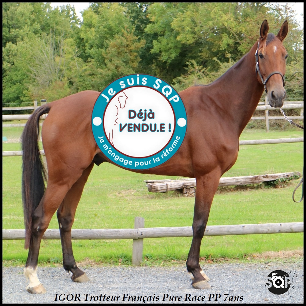 Lire la suite à propos de l’article « VENDU »IGOR Trotteur Français 7ans