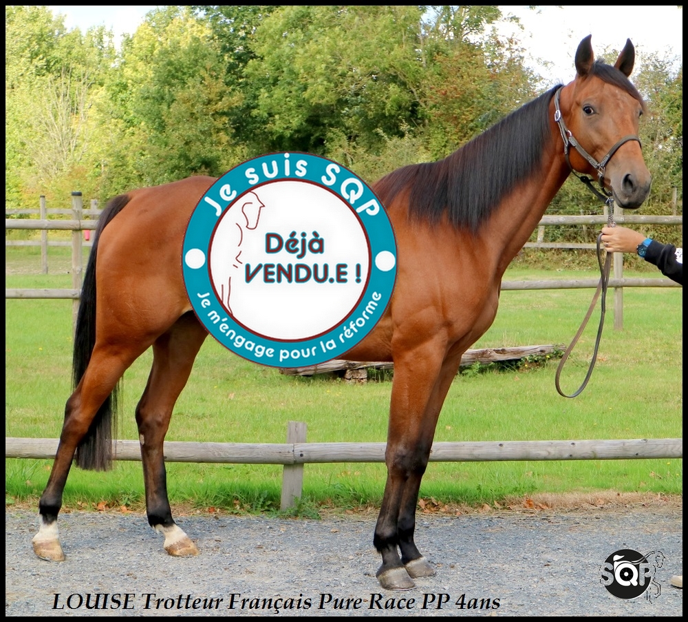Lire la suite à propos de l’article « VENDUE »LOUISE Trotteur Français 4ans