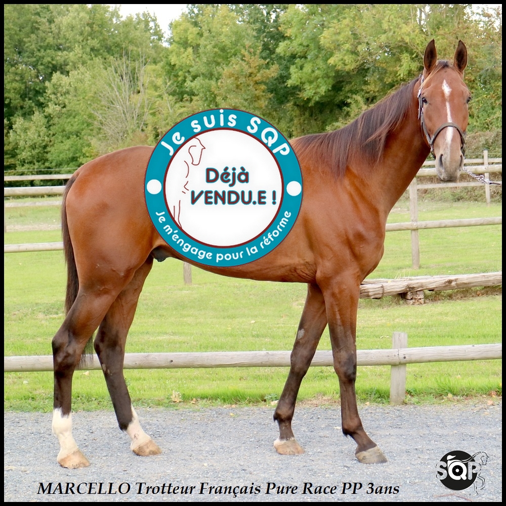 Lire la suite à propos de l’article « VENDU »MARCELLO Trotteur Français 3ans