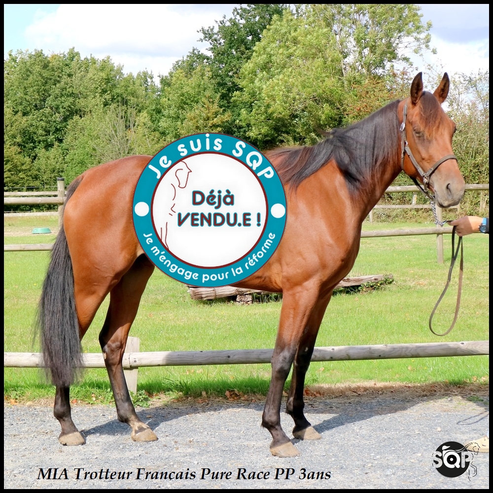 Lire la suite à propos de l’article « VENDUE »MIA Trotteur Français 3ans