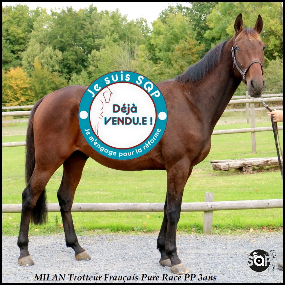 Lire la suite à propos de l’article « VENDU »MILAN Trotteur Français 3ans