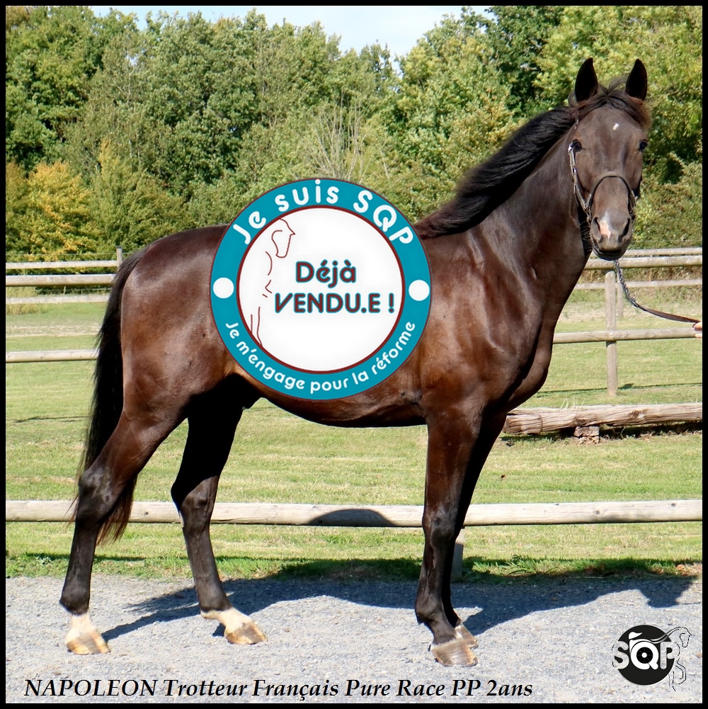 Lire la suite à propos de l’article « VENDU »NAPOLEON Trotteur Français 2ans