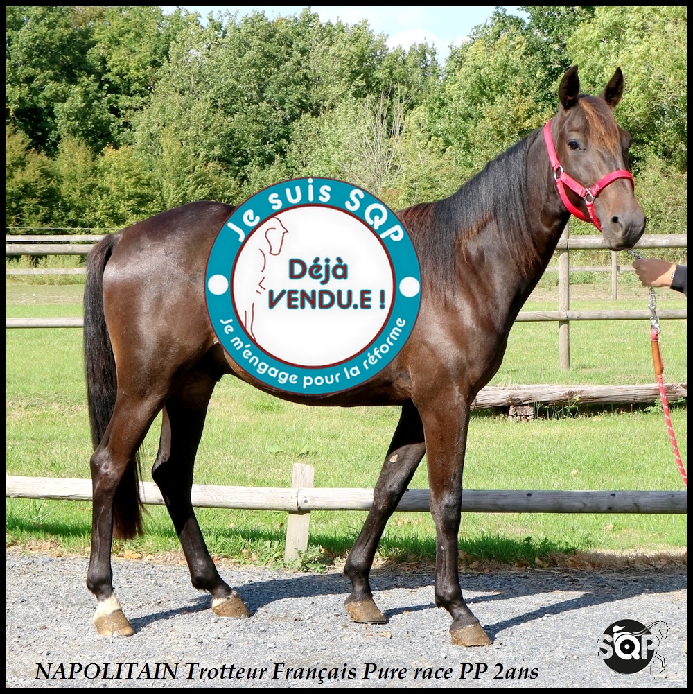 Lire la suite à propos de l’article « VENDU »NAPOLITAIN Trotteur Français 2ans