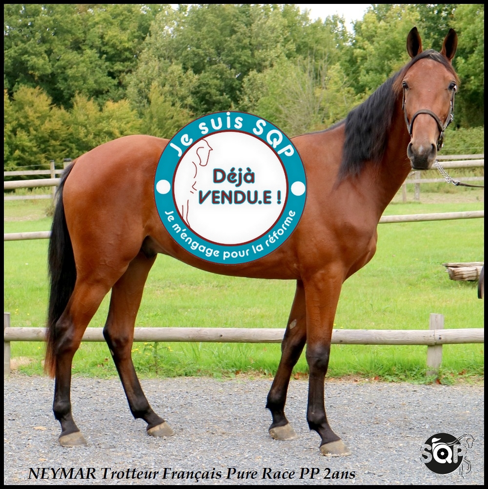 Lire la suite à propos de l’article « VENDU »NEMAR Trotteur Français 2ans