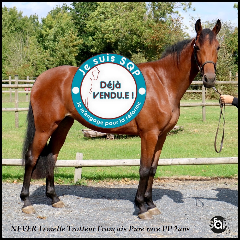 Lire la suite à propos de l’article « VENDUE »NEVER Trotteur Français de 2ans