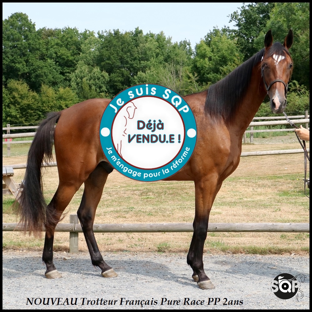 Lire la suite à propos de l’article « VENDU »NOUVEAU Trotteur Français 2ans