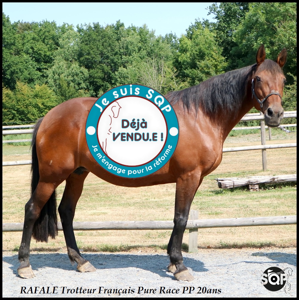 Lire la suite à propos de l’article « VENDUE »RAFALE Trotteur Français 20ans