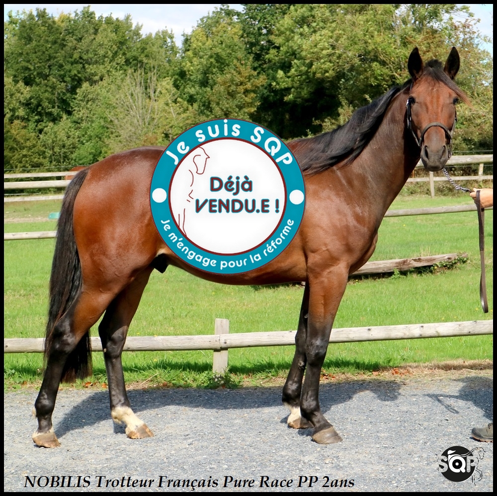 Lire la suite à propos de l’article « VENDU »NOBILIS Trotteur Français 2ans