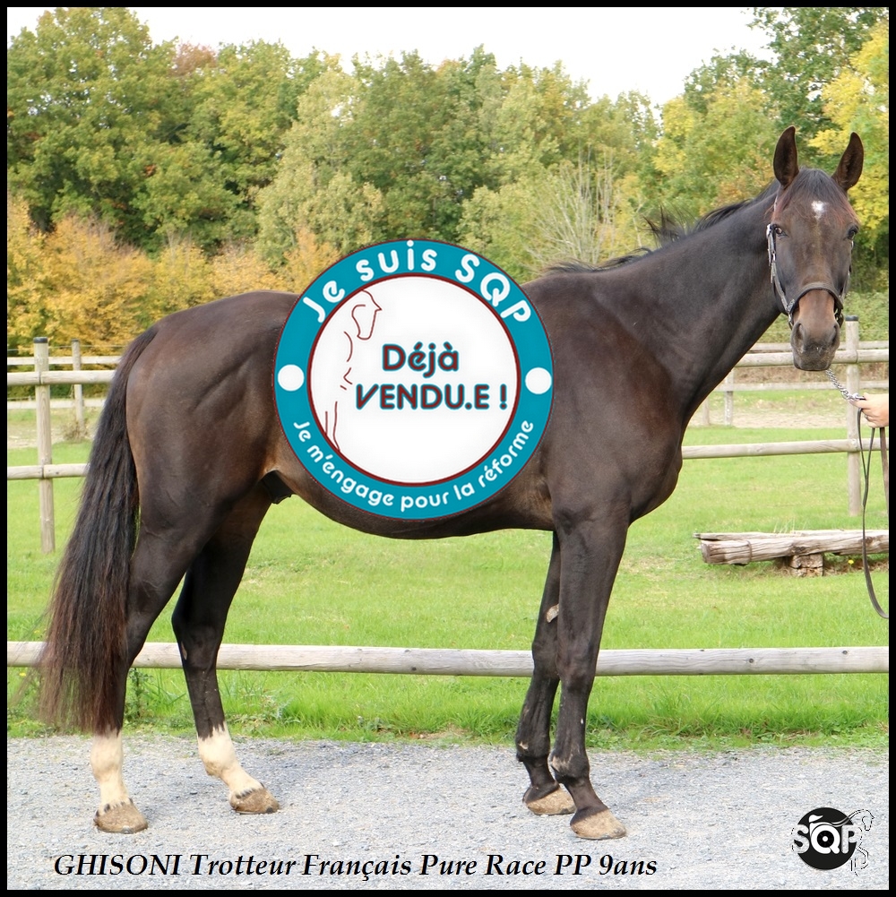 Lire la suite à propos de l’article « VENDU »GHISONI Trotteur Français 9ans