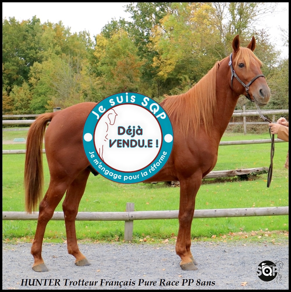 Lire la suite à propos de l’article « VENDU »HUNTER Trotteur Français 8ans