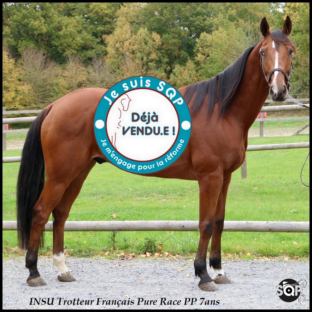 Lire la suite à propos de l’article « VENDU »INSU Trotteur Français 7 ans