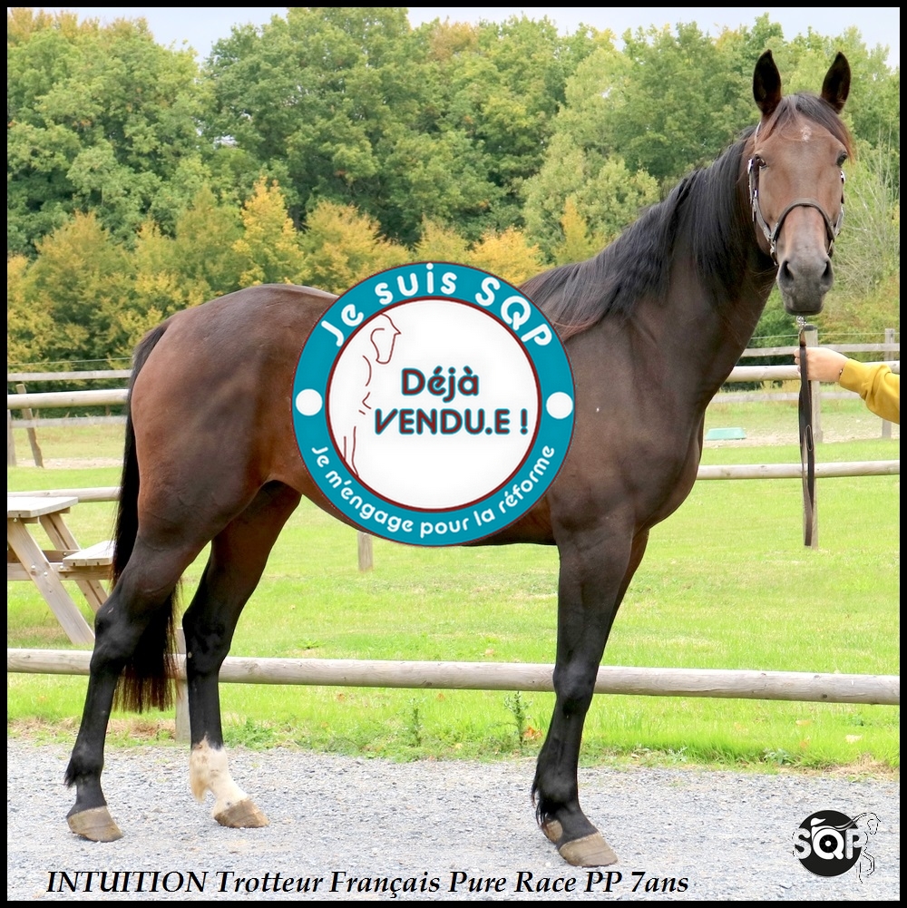 Lire la suite à propos de l’article « VENDUE »INTUITION Trotteur Français 7ans
