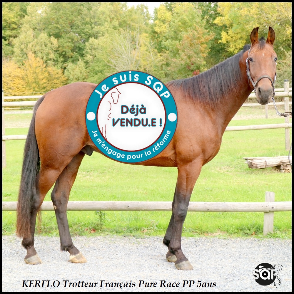 Lire la suite à propos de l’article « VENDU »KERFLO Trotteur Français 5 ans