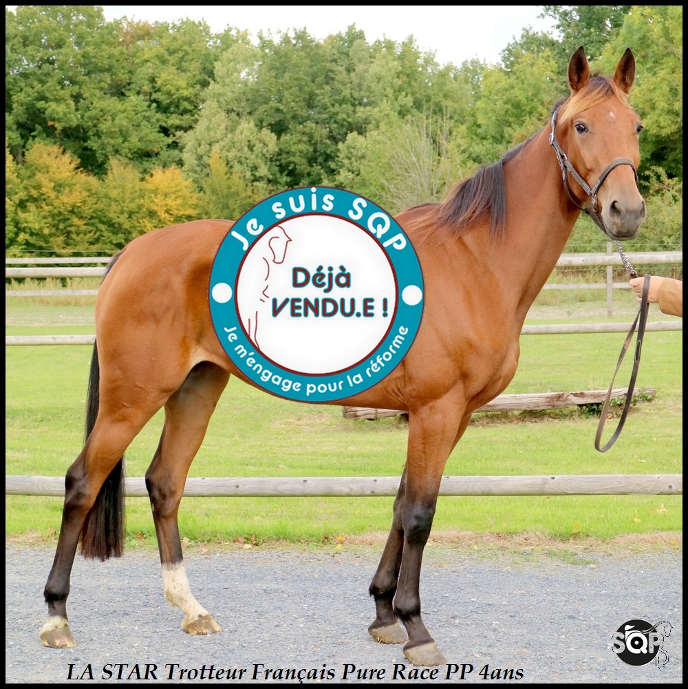 Lire la suite à propos de l’article « VENDUE »LA STAR Trotteur Français 4ans