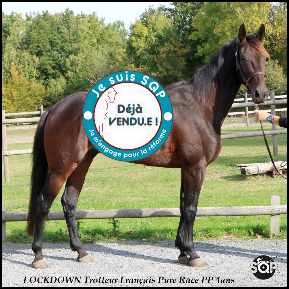 Lire la suite à propos de l’article « VENDU »LOCKDOWN Trotteur Français 4ans