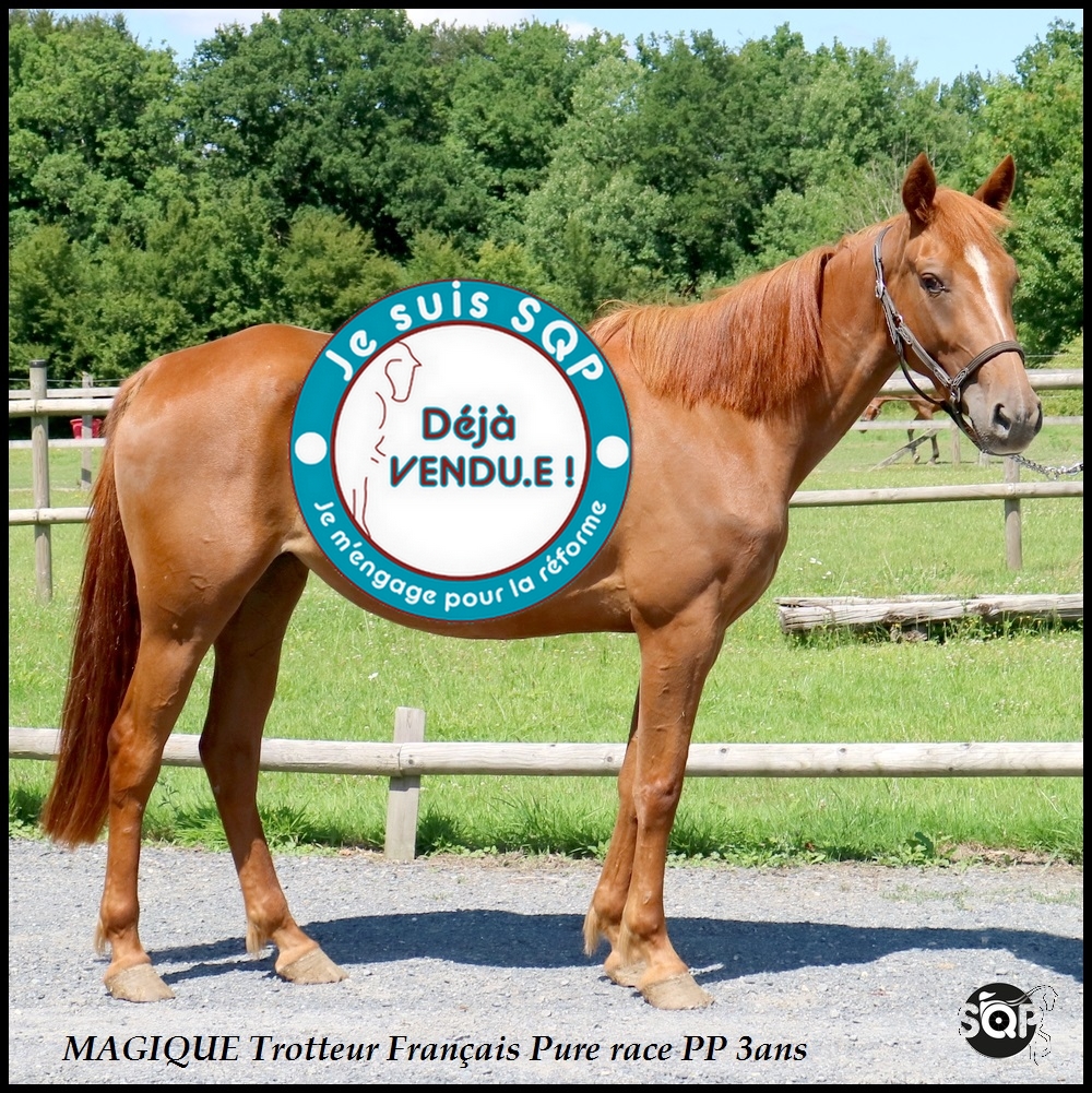 Lire la suite à propos de l’article « VENDUE »MAGIC Trotteur Français 3ans