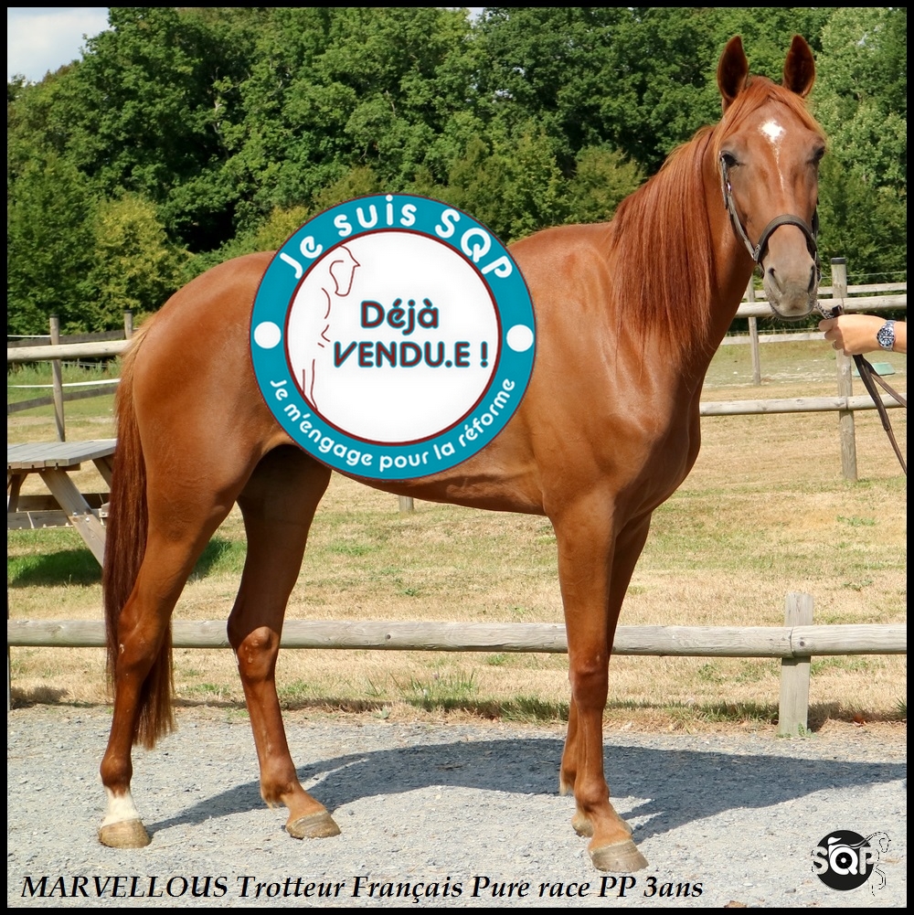 Lire la suite à propos de l’article « VENDUE »MARVELLOUS Trotteur Français 3ans