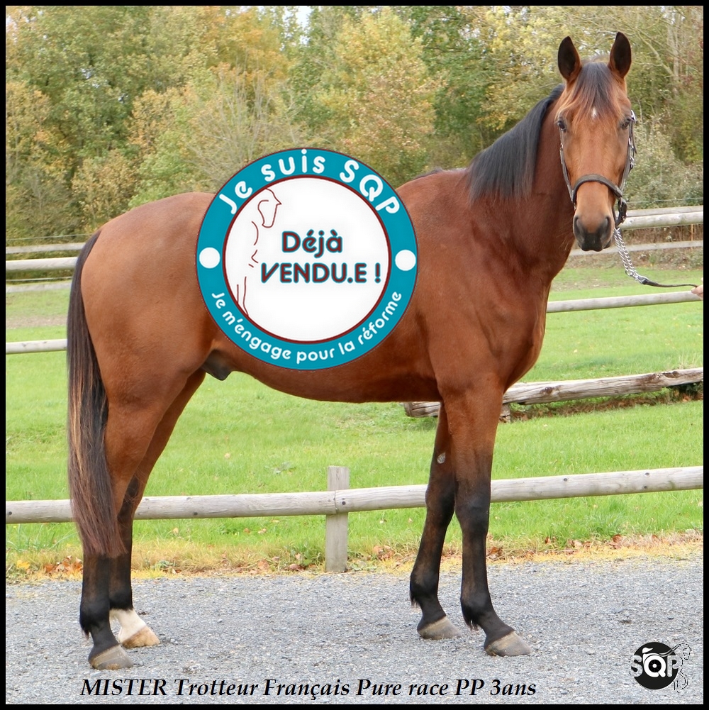 Lire la suite à propos de l’article « VENDU »MISTER Trotteur Français 3ans