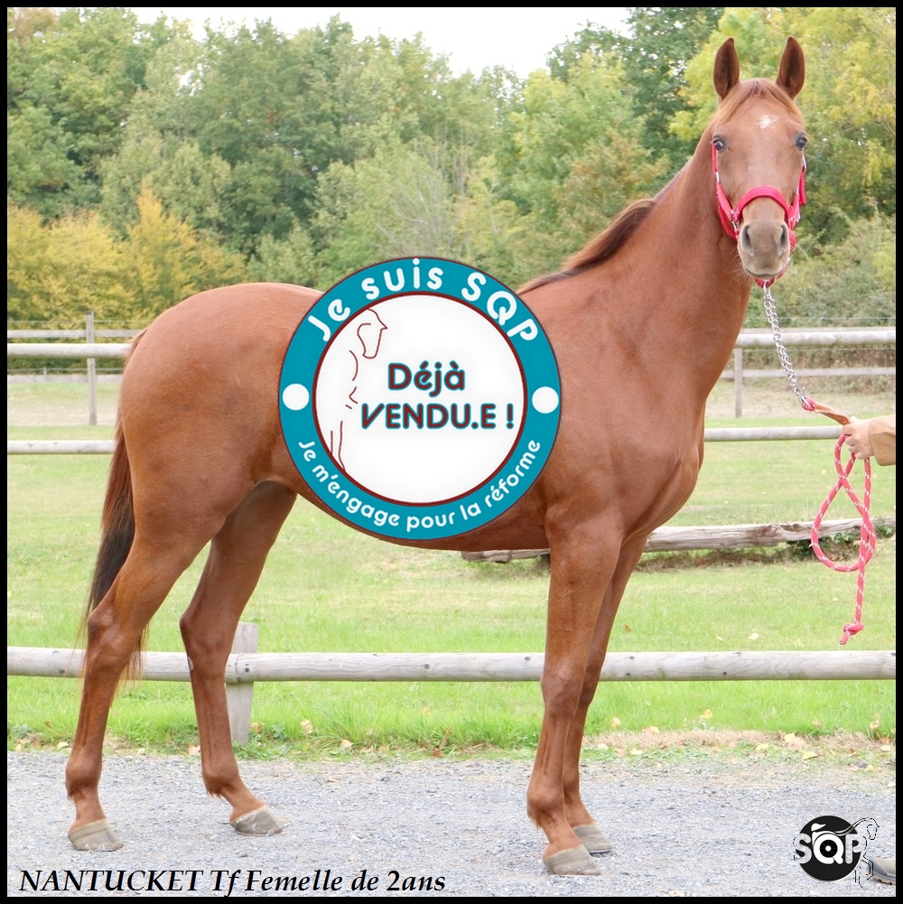 Lire la suite à propos de l’article « VENDUE »NANTUCKET Trotteur Français 2ans