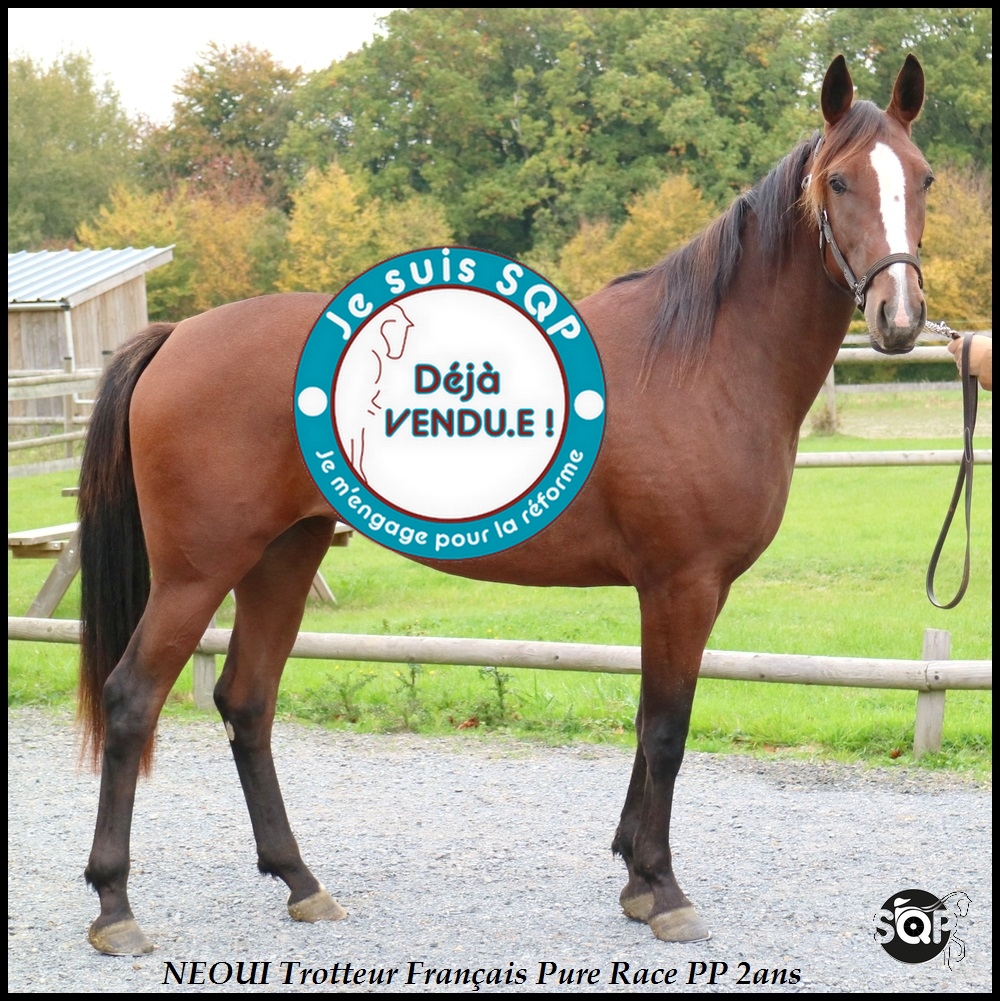 Lire la suite à propos de l’article « VENDUE »NEOUI Trotteur Français 2 ans