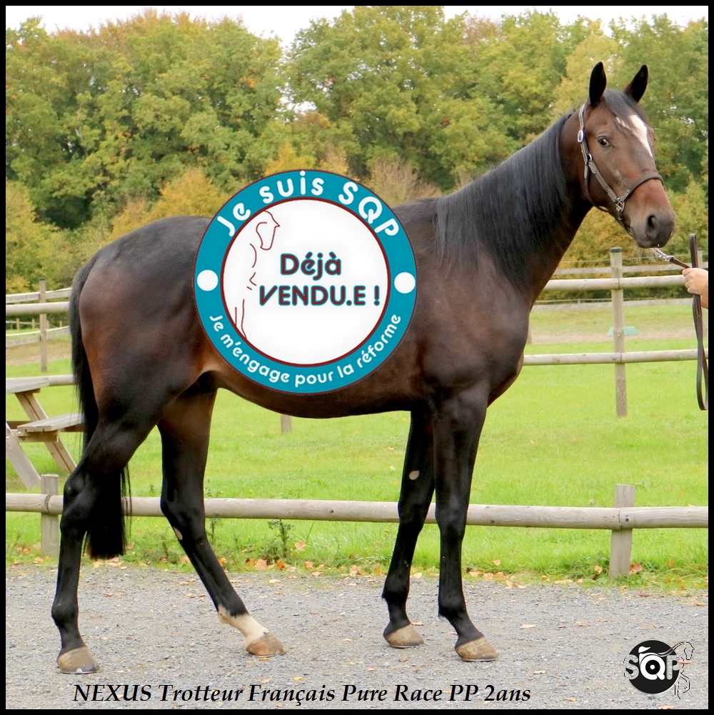 Lire la suite à propos de l’article « VENDU »NEXUS Trotteur Français 2ans