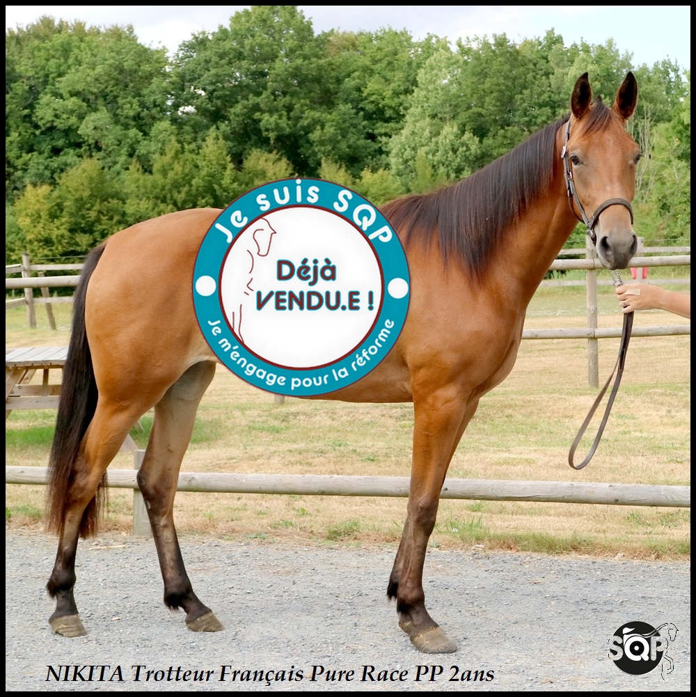 Lire la suite à propos de l’article « VENDUE »NIKITA Trotteur Français 2ans