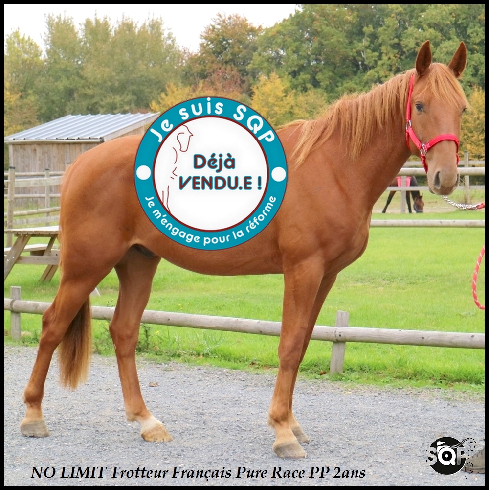 Lire la suite à propos de l’article « VENDU »NO LIMIT Trotteur Français 2ans