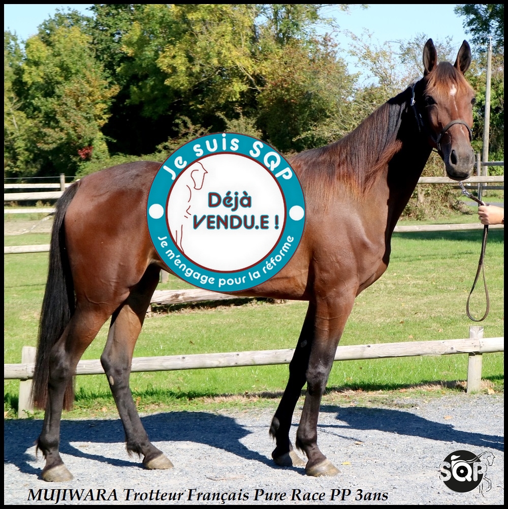 Lire la suite à propos de l’article « VENDUE »MUJIWARA Trotteur Français 3ans