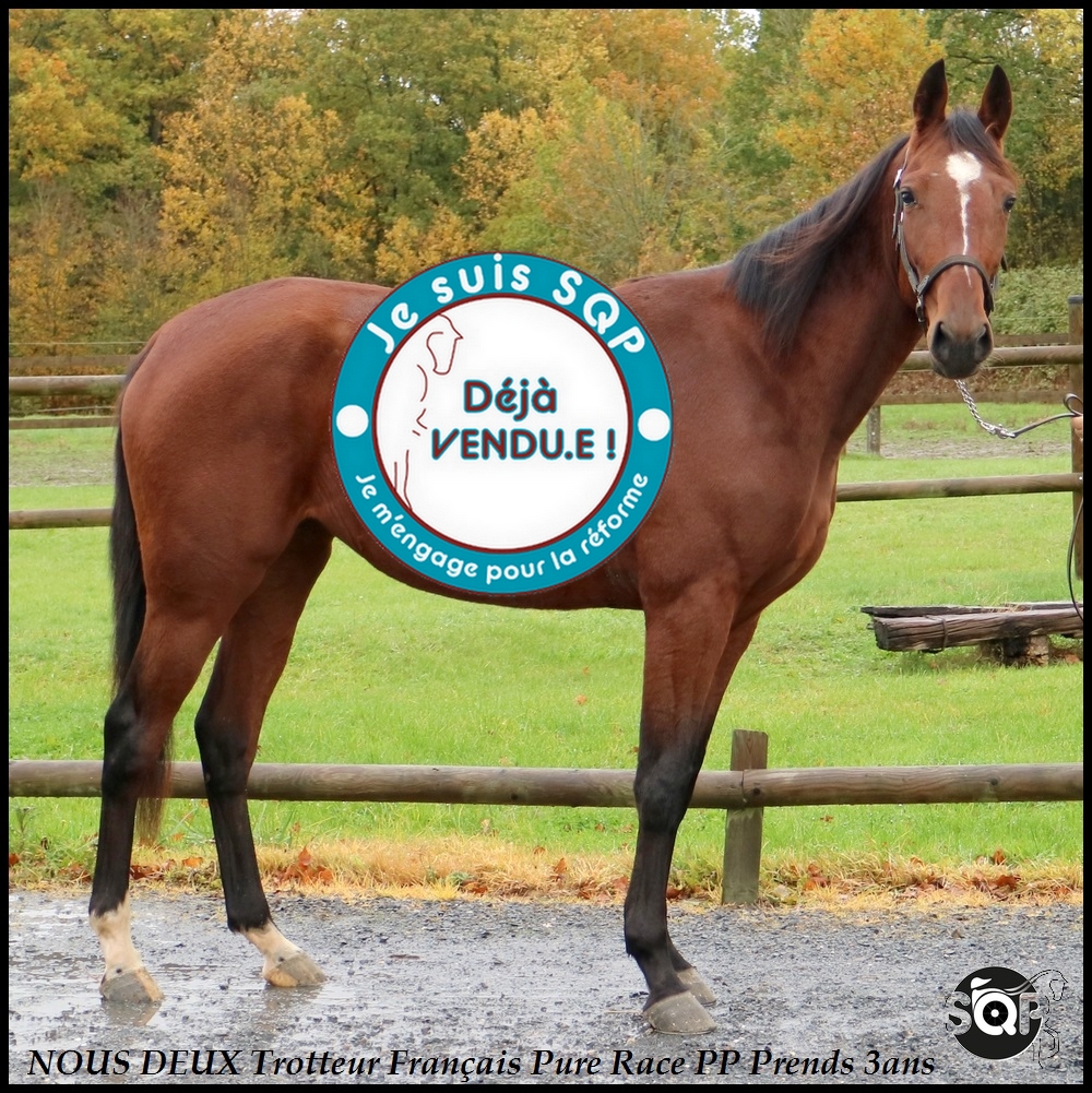 Lire la suite à propos de l’article « VENDUE »NOUS DEUX Trotteur Français 2ans