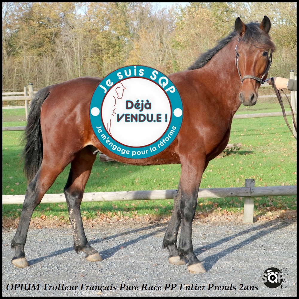 Lire la suite à propos de l’article « VENDU »OPIUM Trotteur Français 20 Mois