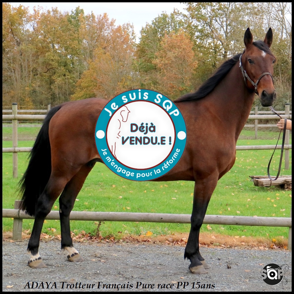 Lire la suite à propos de l’article « VENDUE »ADAYA Trotteur Français 15ans