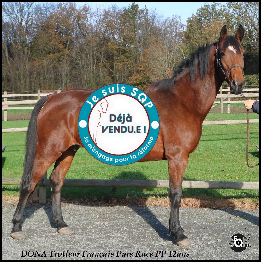 Lire la suite à propos de l’article « VENDUE »DONA Trotteur Français 12ans