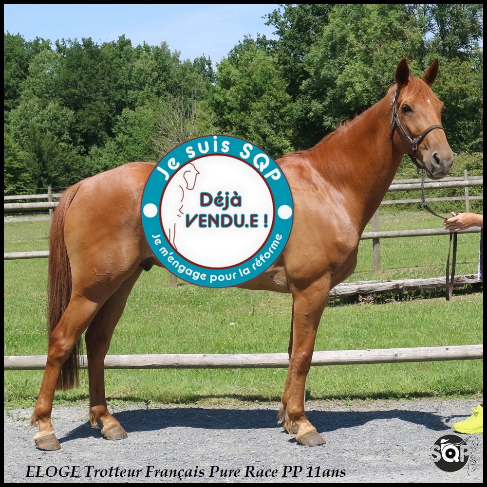 Lire la suite à propos de l’article « VENDU »ELOGE Trotteur Français 11ans