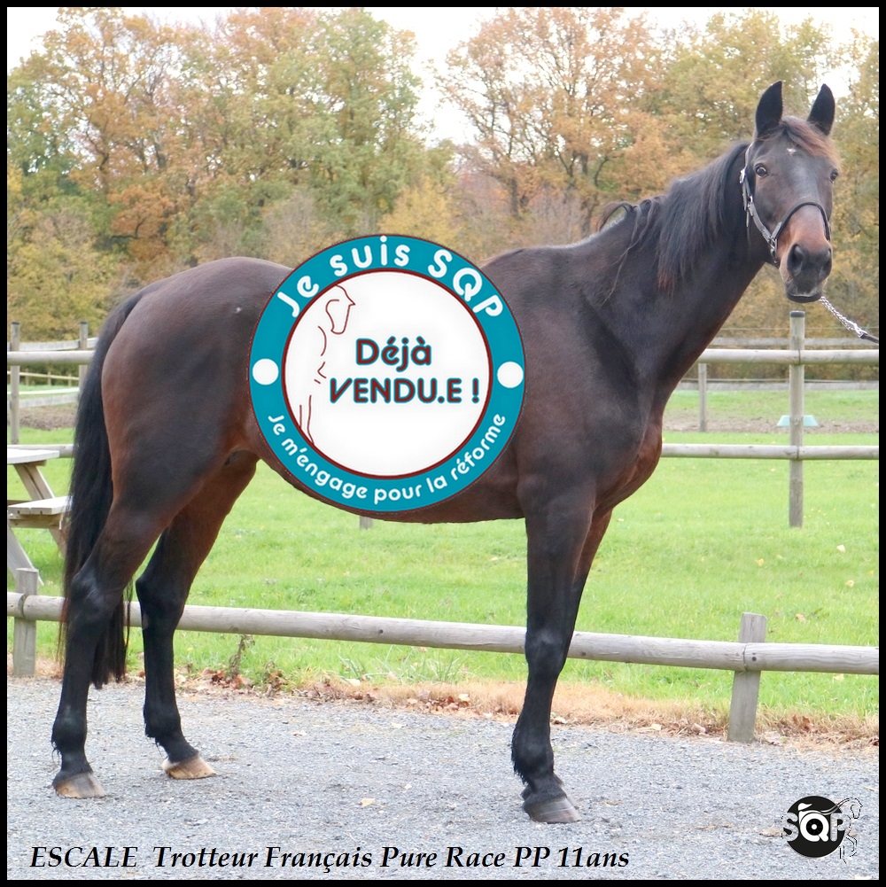 Lire la suite à propos de l’article « VENDUE »ESCALE Trotteur Français 11ans