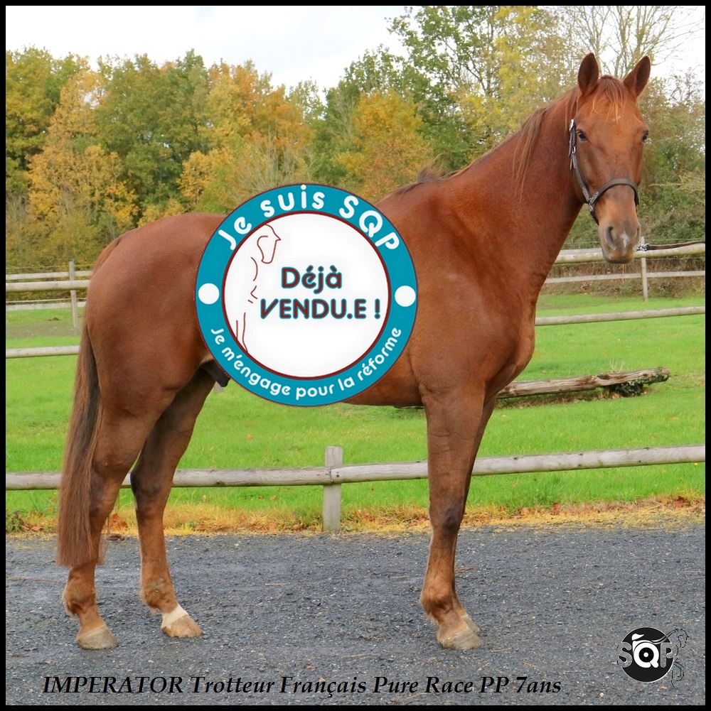 Lire la suite à propos de l’article « VENDU »IMPERATOR Trotteur Français 7ans