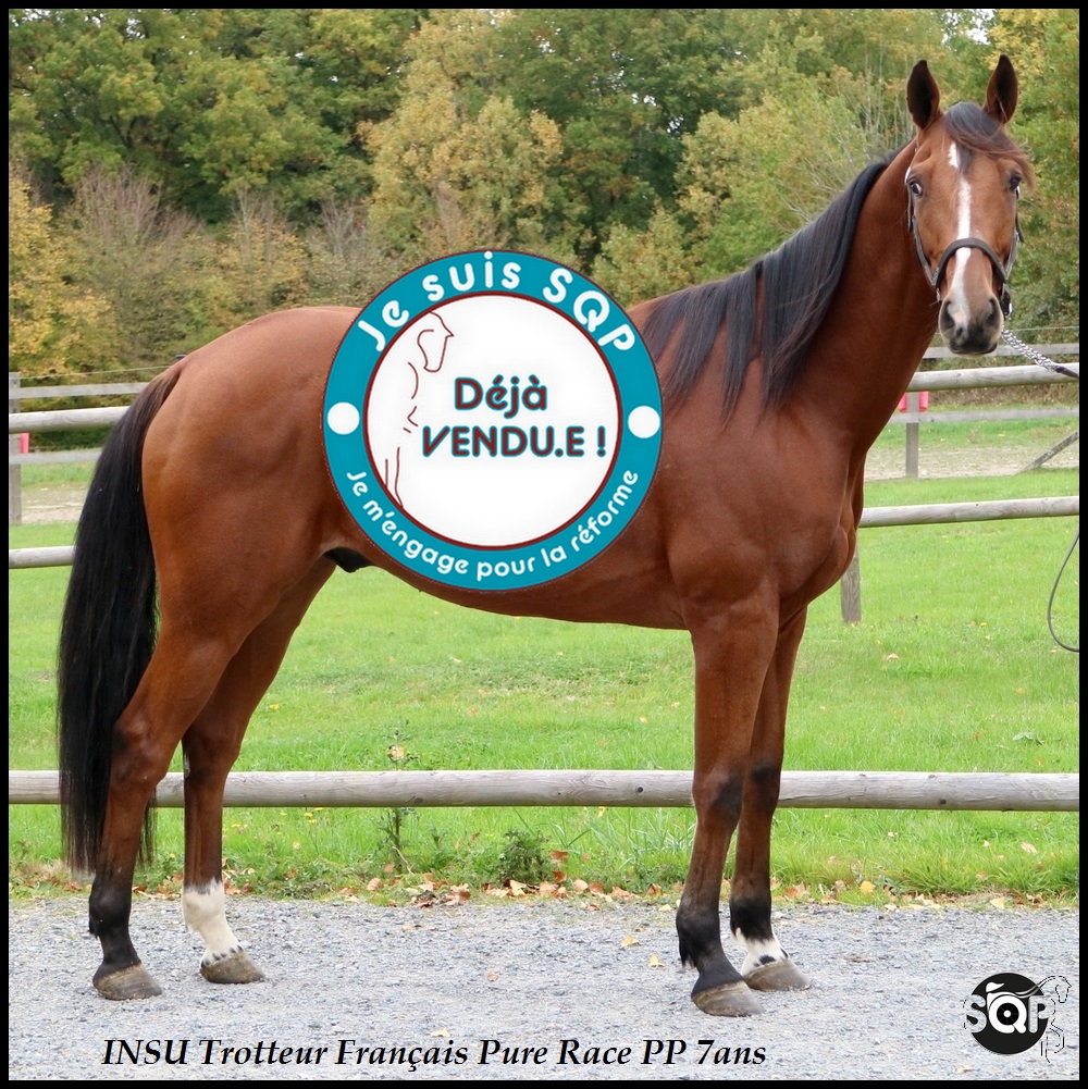 Lire la suite à propos de l’article « VENDU »INSU Trotteur Français 7 ans