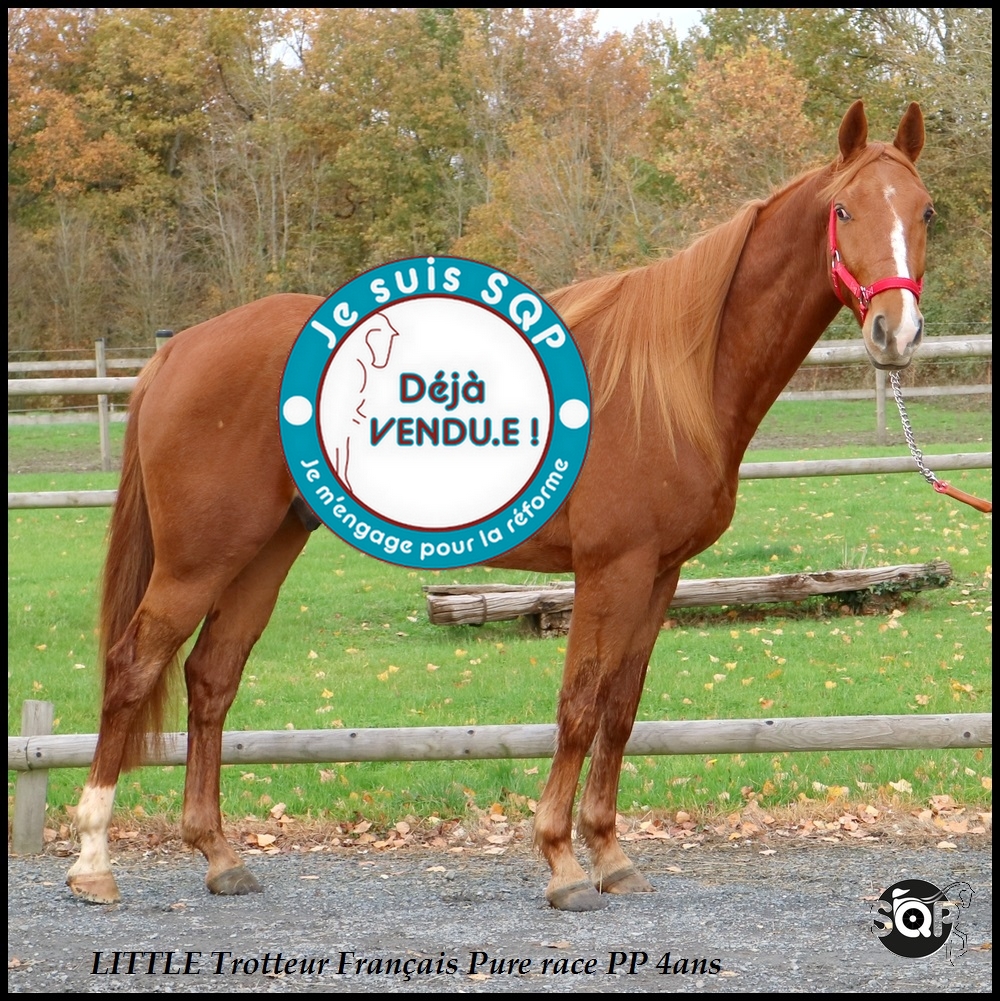 Lire la suite à propos de l’article « VENDU »LITTLE Trotteur Français 4ans