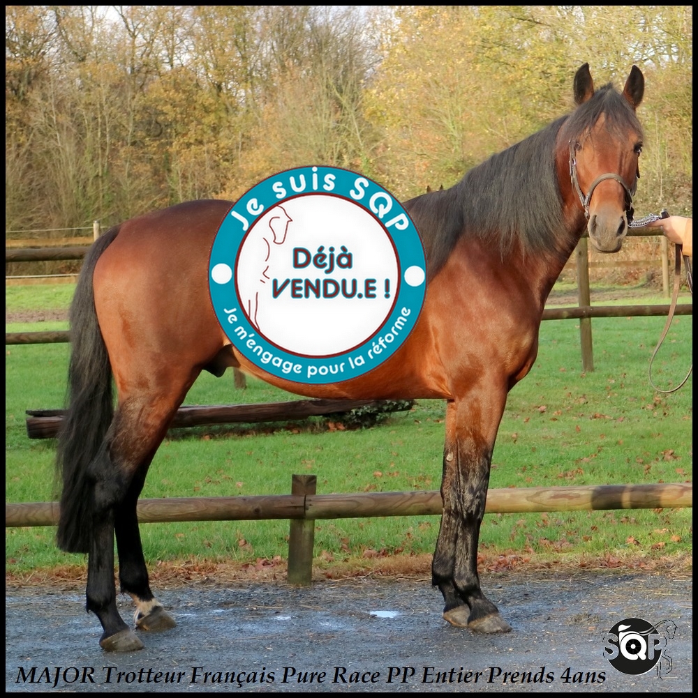 Lire la suite à propos de l’article « VENDU »MAJOR Trotteur Français 3ans
