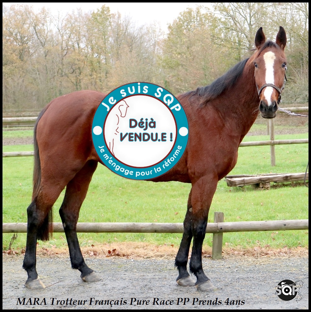Lire la suite à propos de l’article « VENDUE »MARA Trotteur Français 3ans