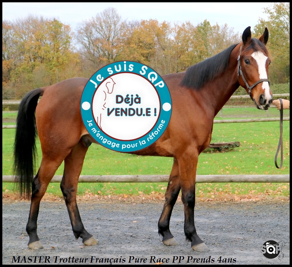 Lire la suite à propos de l’article « VENDU »MASTER Trotteur Français 3ans