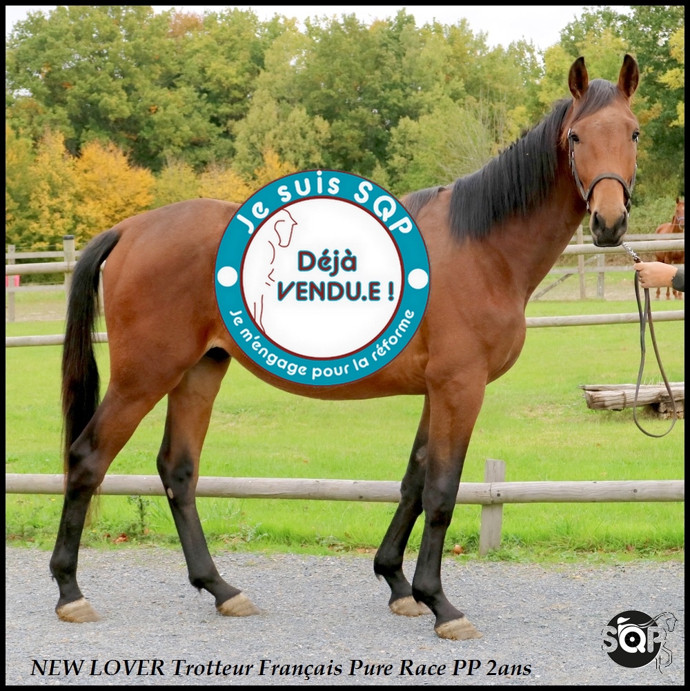 Lire la suite à propos de l’article « VENDU »NEW LOVER Trotteur Français 2ans