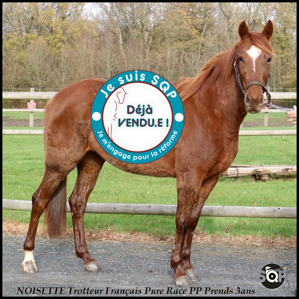 Lire la suite à propos de l’article « VENDUE »NOISETTE Trotteur Français 2ans