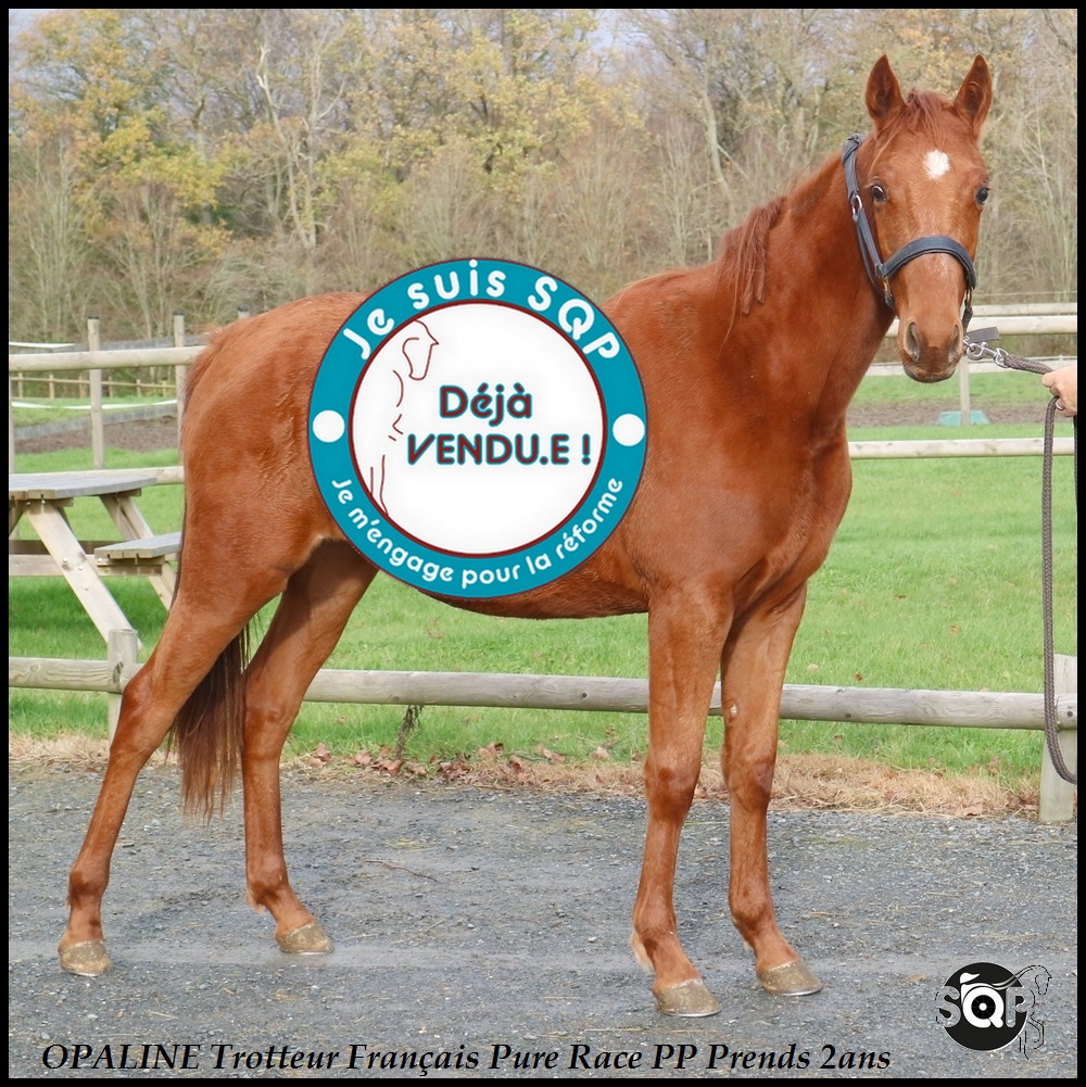 Lire la suite à propos de l’article « VENDUE »OPALINE Trotteur Français 20 Mois