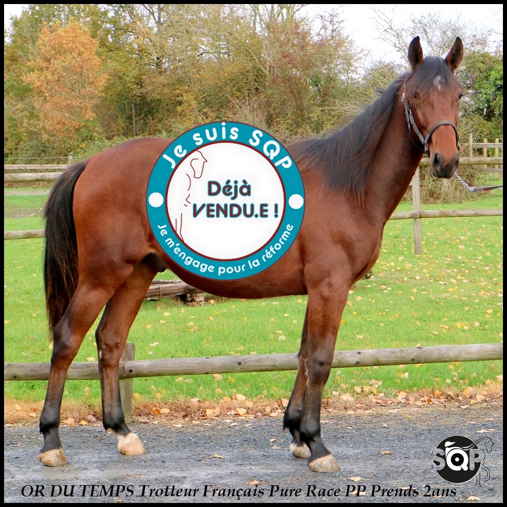 Lire la suite à propos de l’article « VENDU »OR DU TEMPS Trotteur  20 Mois