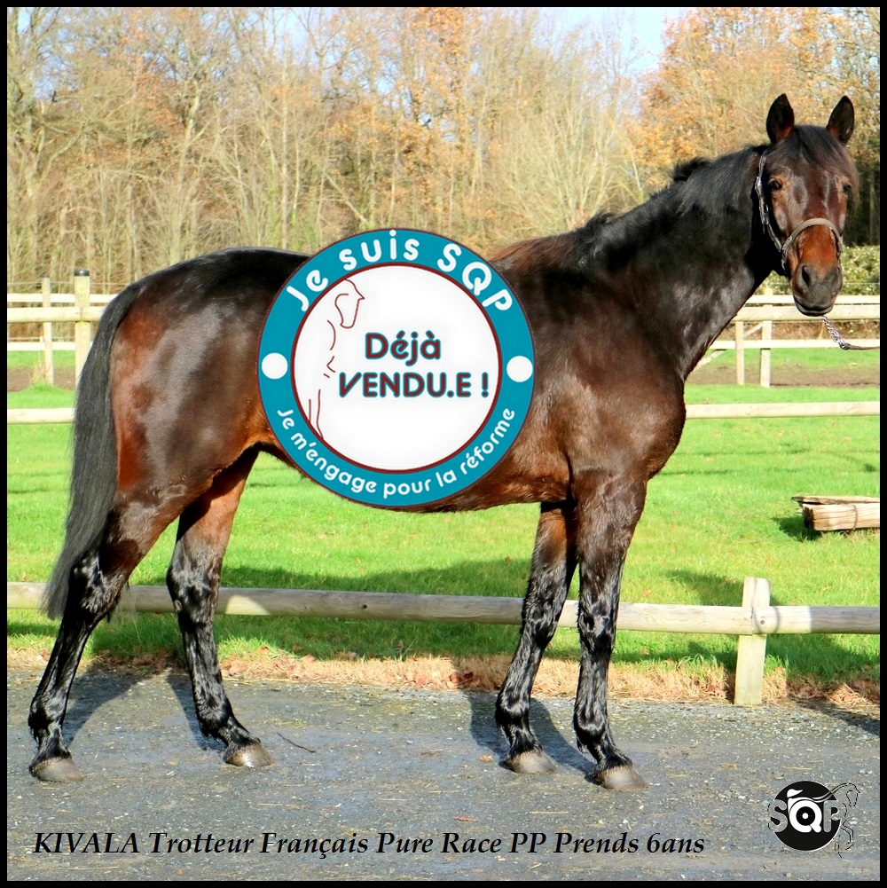 Lire la suite à propos de l’article « VENDUE »KIVALA Trotteur Français 5ans