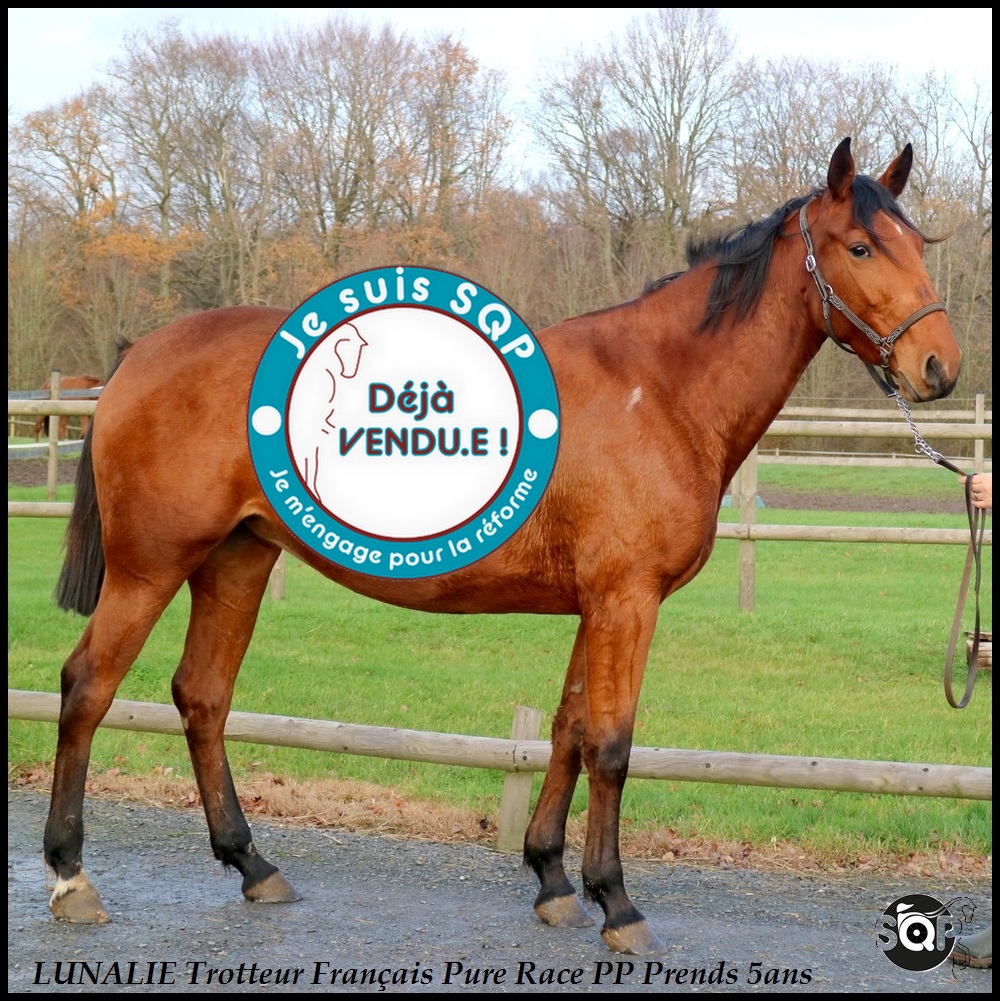 Lire la suite à propos de l’article « VENDUE »LUNALIE Trotteur Français 5ans