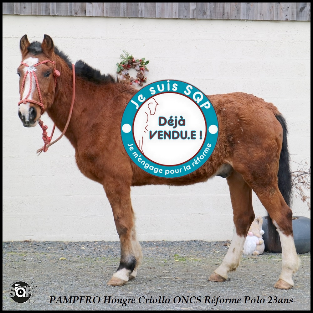 Lire la suite à propos de l’article « VENDU »PAMPERO Cheval CRIOLLO 23ans
